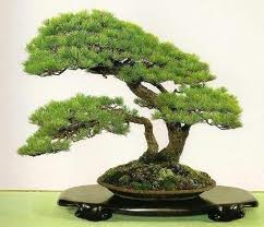 Manufacturers Exporters and Wholesale Suppliers of Bonsai Plant New Delhi Delhi